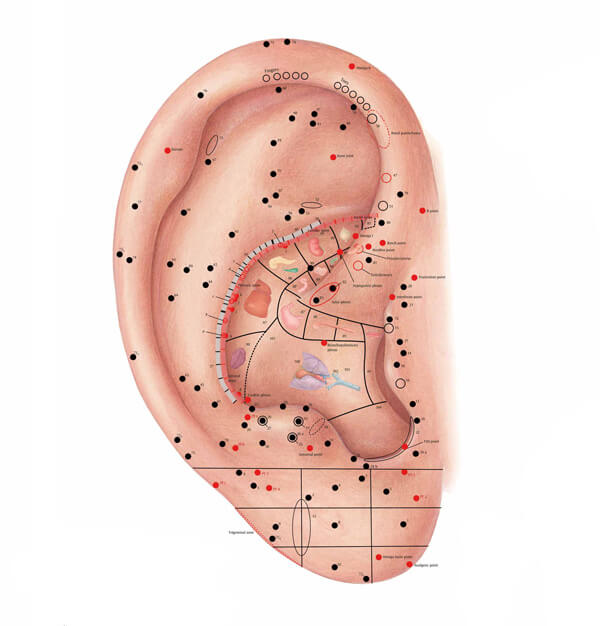 Органы на ушной раковине. Ухо точки акупунктуры. Аурикулотерапия Шэнь Мэнь. Акупунктура ушной раковины. Акупунктура ушной раковины схема.